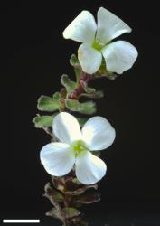 Veronica spectabilis. Sprig. Scale = 10 mm.
 Image: P.J. Garnock-Jones © Te Papa CC-BY-NC 3.0 NZ